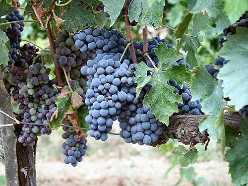 Sangiovese grape clusters ripening on the vine