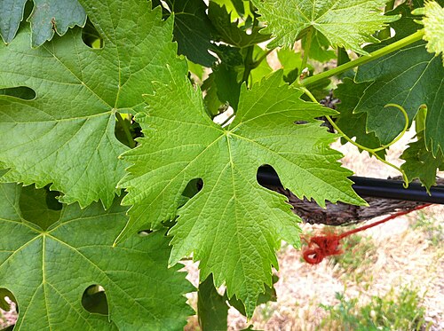 Sangiovese grape leaf among green foliage