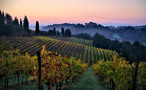 Tuscan vineyard in Italy at sunset