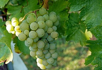 Sauvignon Blanc grape cluster among green leaves
