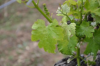 Sauvignon Blanc grape leaf in spring growth
