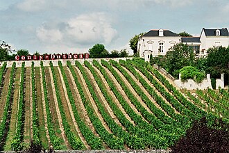 Loire Valley vineyard in France with rows of vines