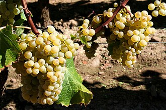 Semillon grape cluster close up