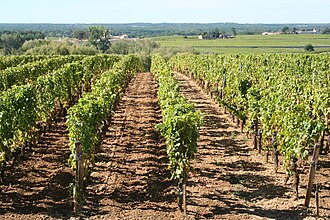 Sauternes vineyard Bordeaux France