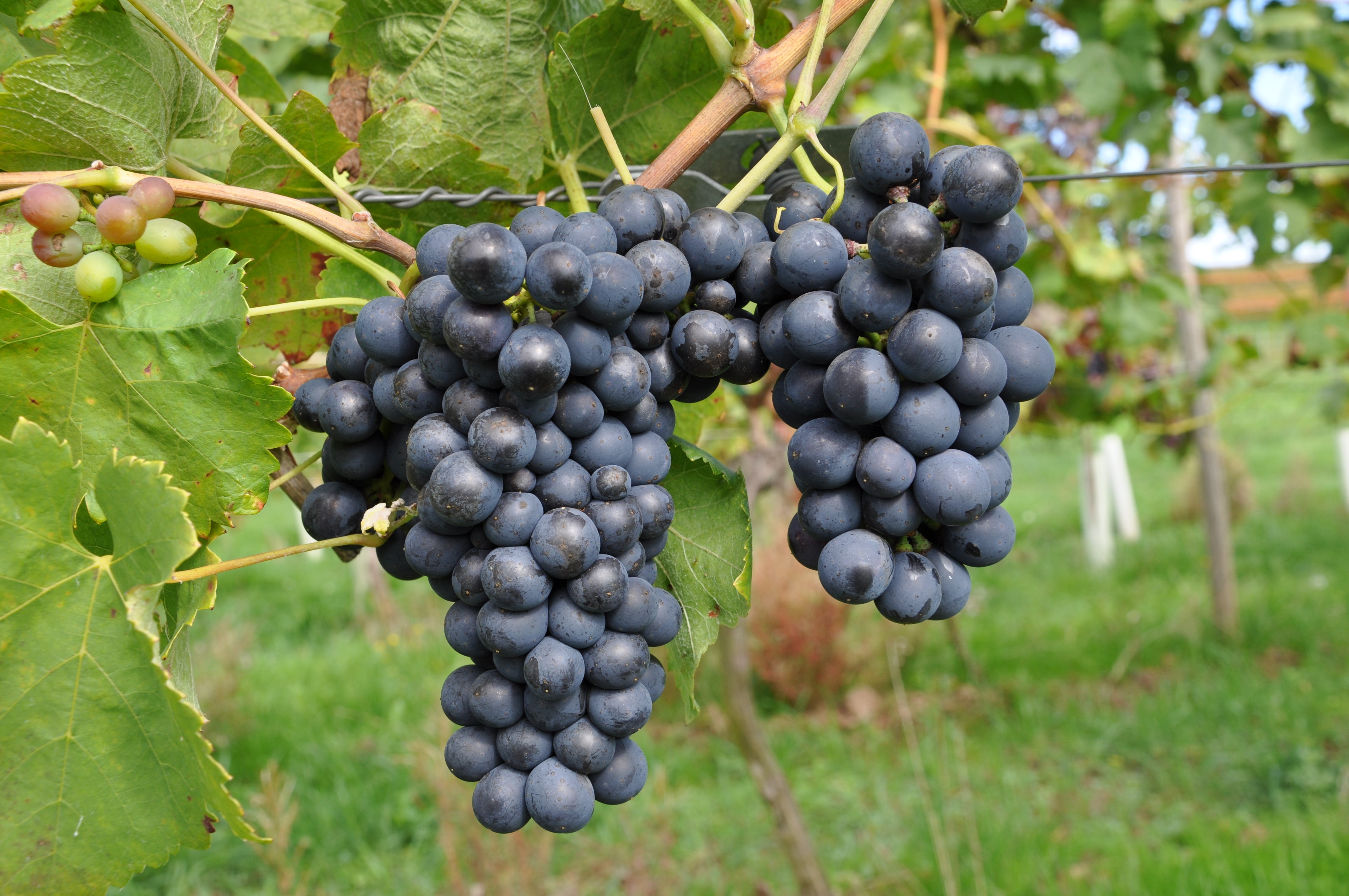 Syrah grape clusters ripening on the vine