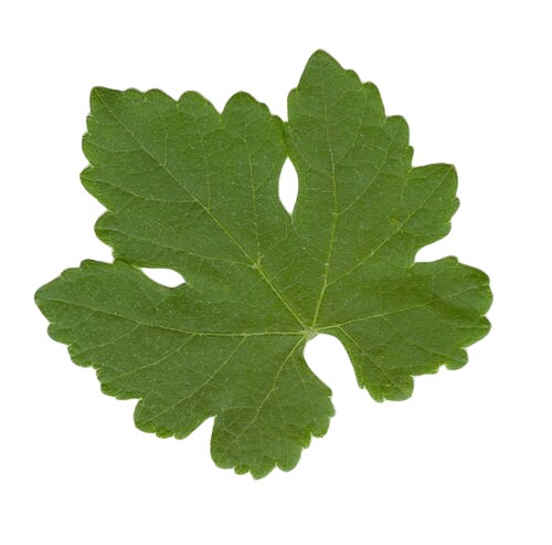 Syrah Grape Leaf white background
