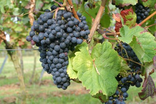Tannat grape clusdter on the vine.