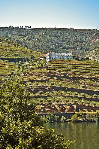 Touriga Nacional vineyard on the hill Portugal