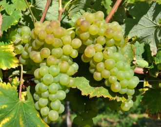 Vermentino grape clusters hanging on the vine