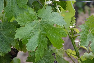 Vermentino grape leaf close up