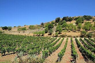 Vineyard with Vermentino grapes in the sun