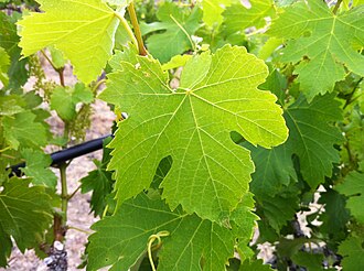 Viognier grape leaf in spring, showing fresh green foliage.