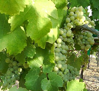 Ripe cluster of Viognier grapes in the Rhône Valley.