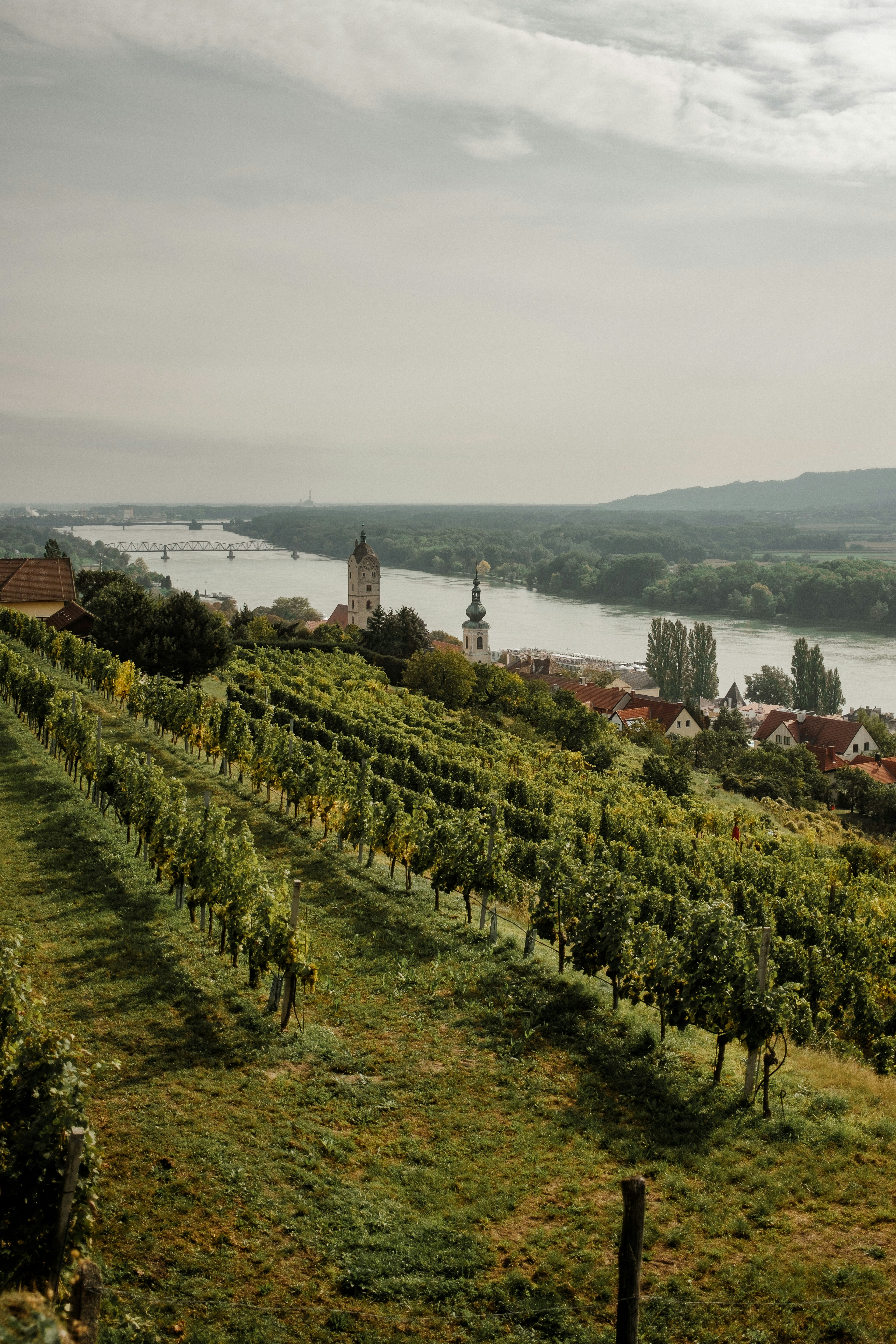 Austrian Vine-yard
