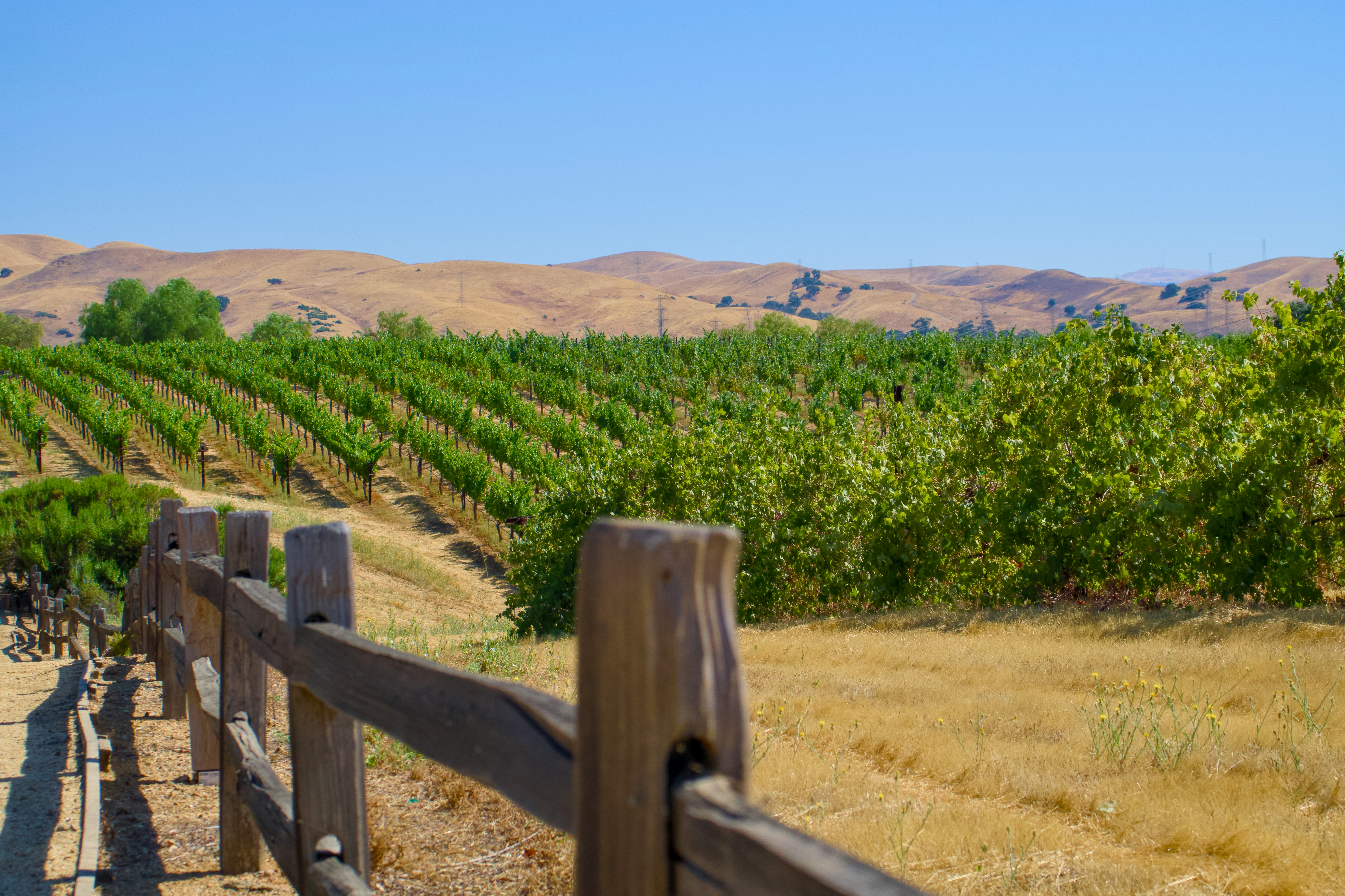 Californian vineyard
