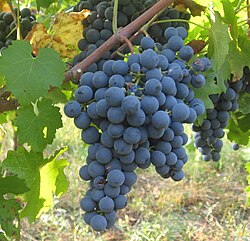 Carmenere grape cluster on vine. 