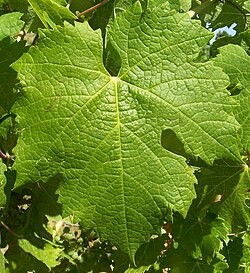 Carmenere grape leaf in close up