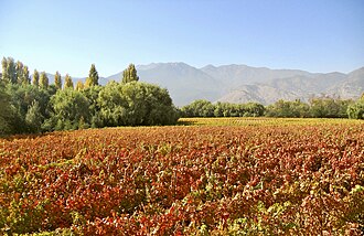 Vineyard Carmenere grape in Chili