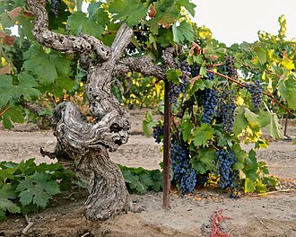 Tribidrage, Primitivo, Zinfandel grape clusters on the vine