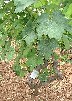 Tribidrag, Zinfandel, Primitivo grape leaf on the vine.