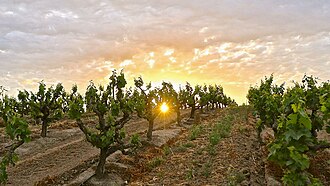 Zinfandel vineyard in Calfiornia
